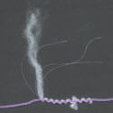 Strand of Lavender